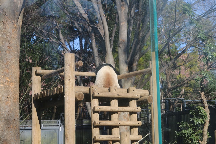 uenozoo