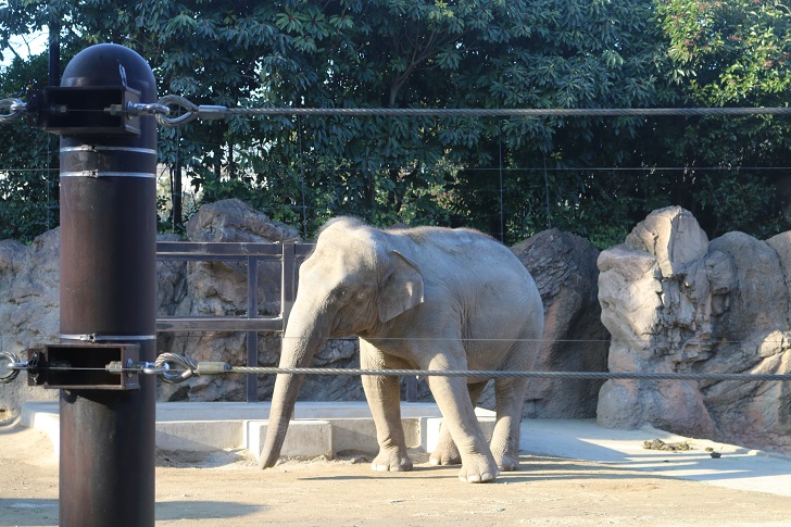 uenozoo