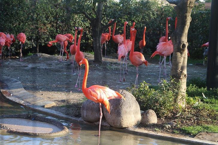 uenozoo