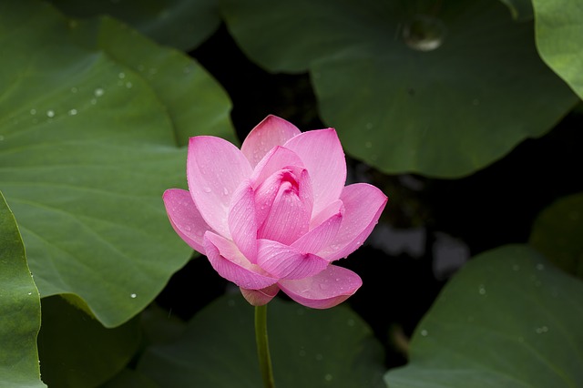 開きかけているピンクの蓮の花