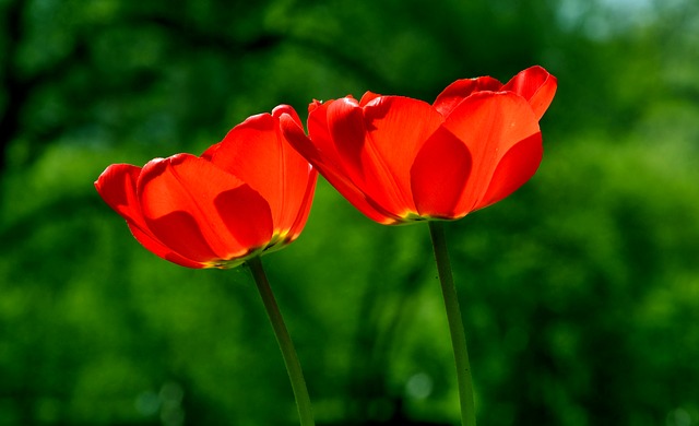 綺麗に咲いたまっかなチューリップの花