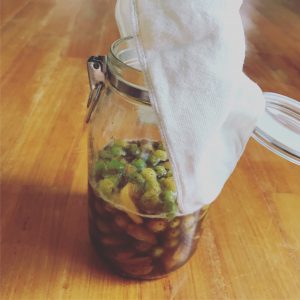 梅酵素ジュースの瓶に布で蓋をする様子1
