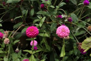 二つ並んだぼたん花