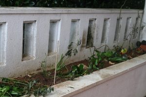 玄関前の植え込み