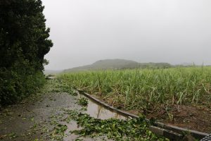 全壊しているサトウキビ畑