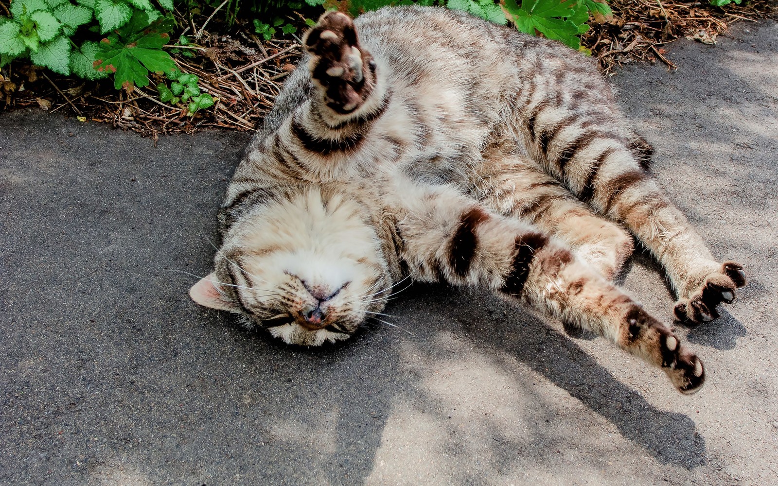 身体を伸ばす猫