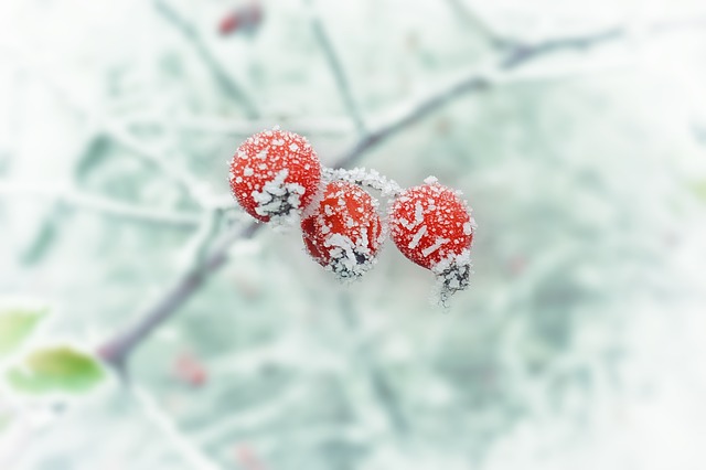 雪の中の木の実