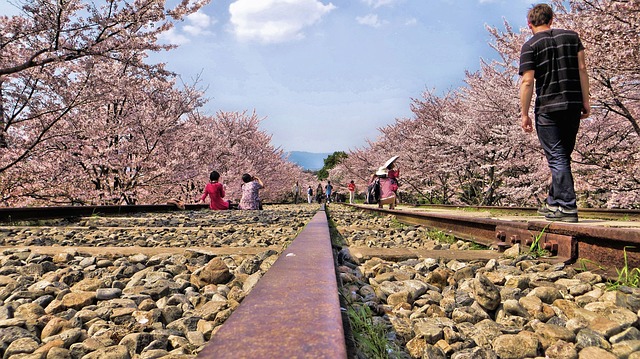 桜の道