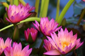 開花する蓮の花の群れ