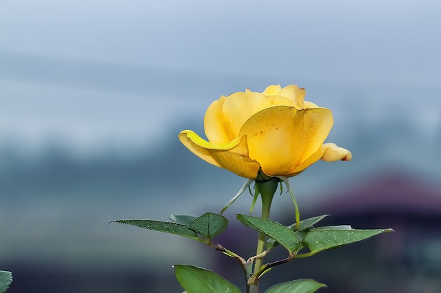 黄色いバラの花