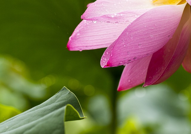 朝露に濡れたピンクの蓮の花