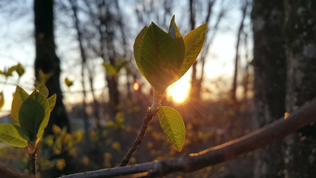 芽吹く木の芽と朝陽