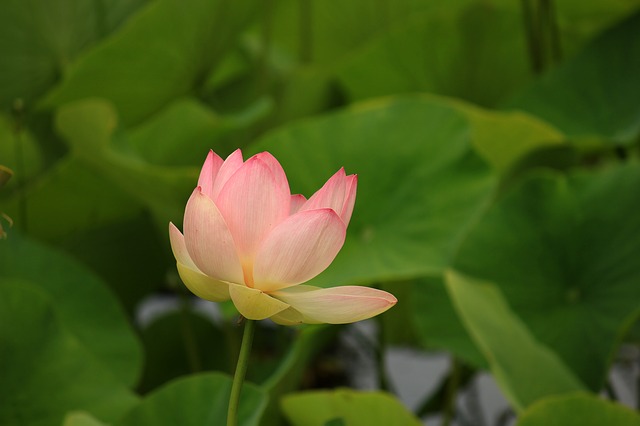 風に吹かれて揺れる蓮の花
