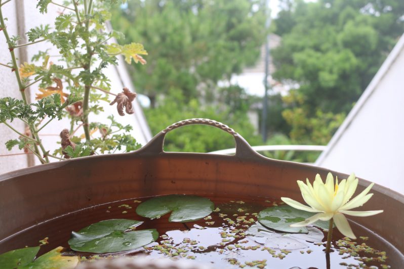 綺麗に咲いた満開の蓮の花